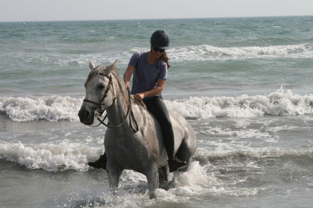 Horse riding swimming in the sea
