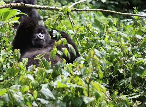 Gorilla trekking insurance