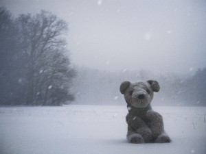 Snow Teddy 300X225
