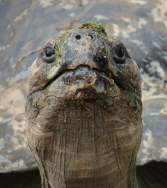 Giant Tortoise Sml