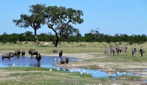 Gnus Zebras Chobe National Park Edit 300X174