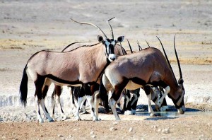 Oryxes At Etosha National Park Edit 300X198