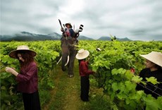 Eight unusual wine making regions around the world
