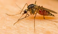 Chikungunya virus: What you need to know
