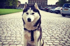 Max and True reveal the ins and outs of training with a husky