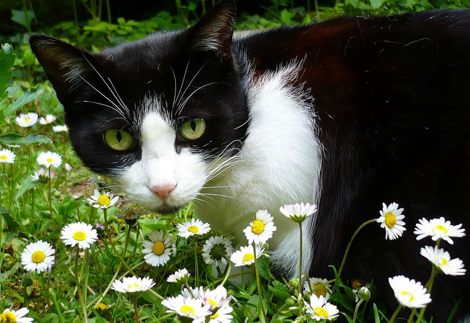 Cat in the garden