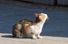 How can tourists help stray cats abroad?