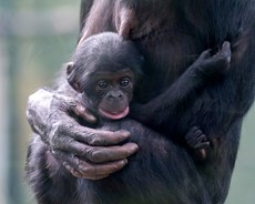 The world's best zoos explored