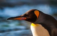 The stupidest things that tourists have ever done on their holidays