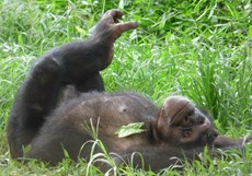 Great Apes: How Born Free are saving gorillas and chimps from extinction