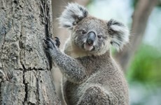 20 things that Brits don't know about Aussies