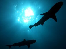 Discover the truth about sharks and feel safer in the water this summer