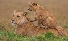 Jonathan and Angela Scott from Big Cat Diary talk big cats, Cecil the lion and the future of conservation