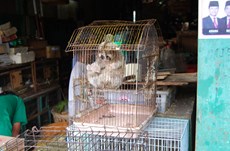 Help conservation groups save the slow loris this summer