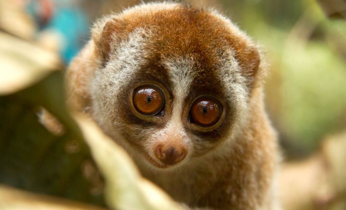 Slow loris