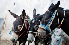 The Donkey Sanctuary urges UK tourists to take steps against animal cruelty this summer