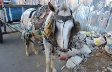 World Horse Welfare show tourists how they can look after horses abroad
