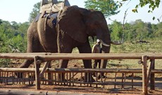 Travellers urged to be vigilant to stop the spread of 'cruel tourist rides'