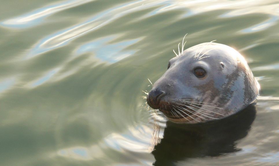 Seal head
