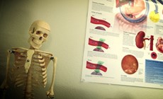 The ten strangest items ever seized at customs