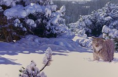 When travel meets art: Wildlife artist Bas Evans shows how jetsetting has shaped his work