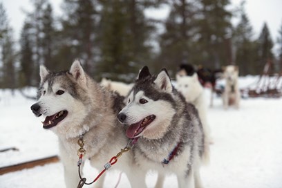Huskies in Lapland