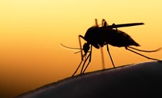 Zika virus and your policy: What you need to know