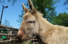 Can you spot the three ‘fake’ US federal laws?