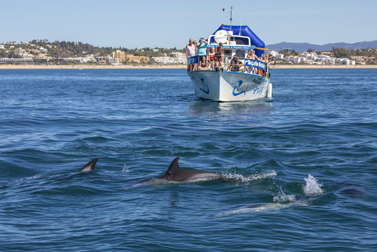 See dolphins in their natural habitat in Algarve, Portugal