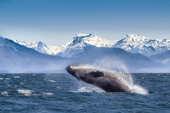 whale glacier bay national park Alaska, USA