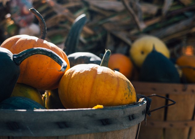 Pumpkins in a barrel ready for Halloween