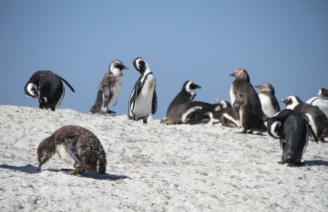 Penguins on Boulders Beach in Cape Town, South Africa